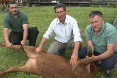 Campo El Rincón - Departamento Villaguay - Combate de garrapata en ganado bovino