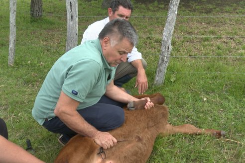 Campo El Rincón - Departamento Villaguay - Combate de garrapata en ganado bovino