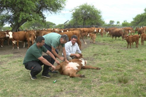 Campo El Rincón - Departamento Villaguay - Combate de garrapata en ganado bovino