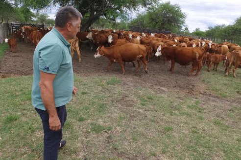 Campo El Rincón - Departamento Villaguay - Combate de garrapata en ganado bovino