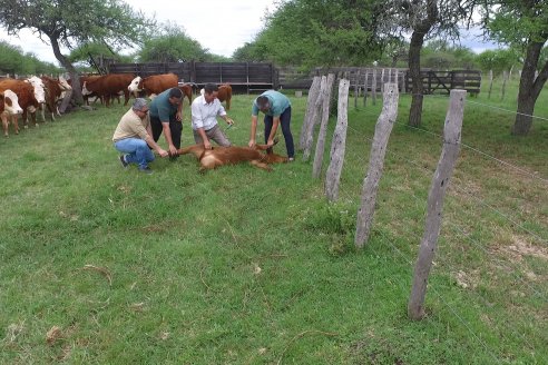 Campo El Rincón - Departamento Villaguay - Combate de garrapata en ganado bovino