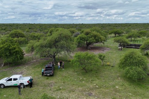Campo El Rincón - Departamento Villaguay - Combate de garrapata en ganado bovino