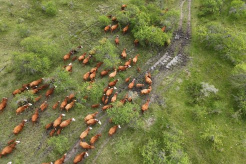 Campo El Rincón - Departamento Villaguay - Combate de garrapata en ganado bovino