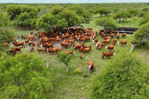 Campo El Rincón - Departamento Villaguay - Combate de garrapata en ganado bovino