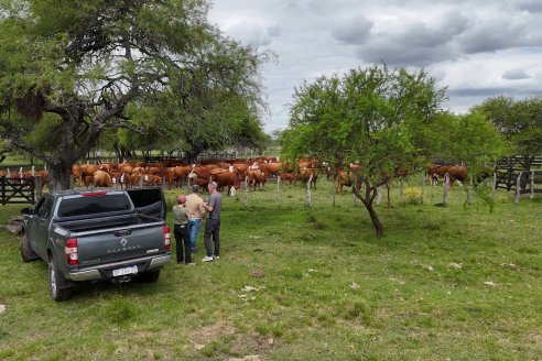 Campo El Rincón - Departamento Villaguay - Combate de garrapata en ganado bovino