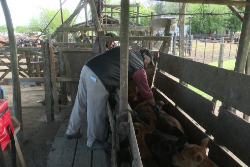 Campo La Amalia - Departamento Villaguay - Combate de garrapata en ganado bovino