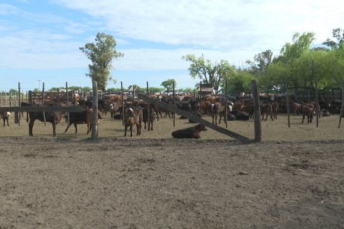 Campo La Amalia - Departamento Villaguay - Combate de garrapata en ganado bovino