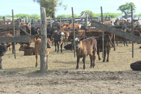Campo La Amalia - Departamento Villaguay - Combate de garrapata en ganado bovino