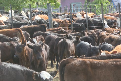 Campo La Amalia - Departamento Villaguay - Combate de garrapata en ganado bovino
