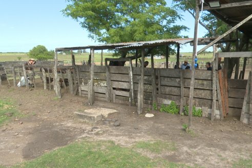 Campo La Amalia - Departamento Villaguay - Combate de garrapata en ganado bovino