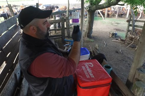 Campo La Amalia - Departamento Villaguay - Combate de garrapata en ganado bovino