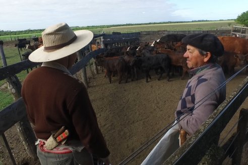 Campo La Amalia - Departamento Villaguay - Combate de garrapata en ganado bovino