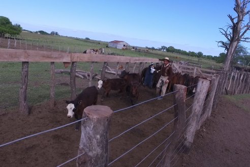 Campo La Amalia - Departamento Villaguay - Combate de garrapata en ganado bovino