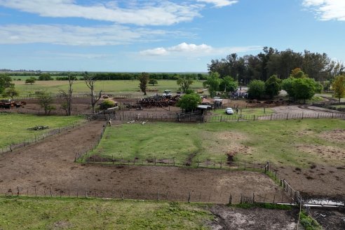 Campo La Amalia - Departamento Villaguay - Combate de garrapata en ganado bovino