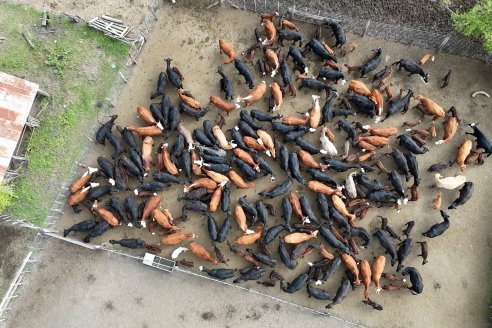 Campo La Amalia - Departamento Villaguay - Combate de garrapata en ganado bovino