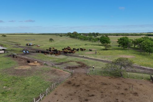 Campo La Amalia - Departamento Villaguay - Combate de garrapata en ganado bovino