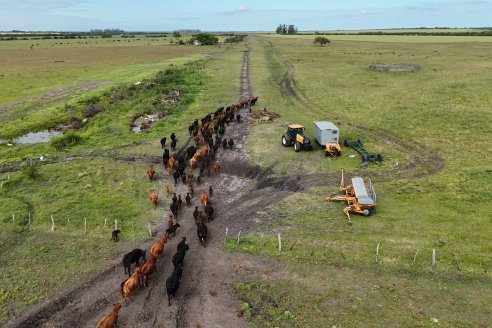 Campo La Amalia - Departamento Villaguay - Combate de garrapata en ganado bovino