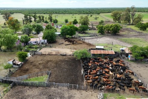 Campo La Amalia - Departamento Villaguay - Combate de garrapata en ganado bovino