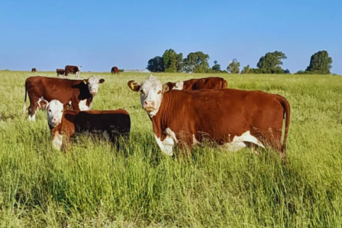 La fertilización estratégica mejora un 16% la producción del mijo perenne