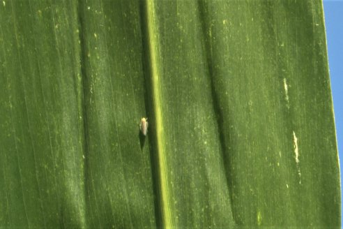 BolsaCER: Presentación del Laboratorio para la detección de enfermedades transmitidas por la Dalbulus Maidis