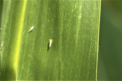 BolsaCER: Presentación del Laboratorio para la detección de enfermedades transmitidas por la Dalbulus Maidis