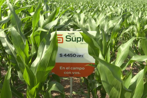 Reunión Regional Litoral de Distribuidores de SUPRA Semillas - Crespo, Entre Ríos