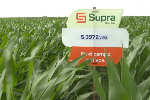 Reunión Regional Litoral de Distribuidores de SUPRA Semillas - Crespo, Entre Ríos