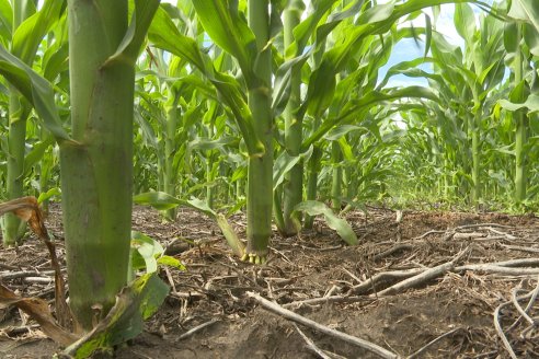 Reunión Regional Litoral de Distribuidores de SUPRA Semillas - Crespo, Entre Ríos