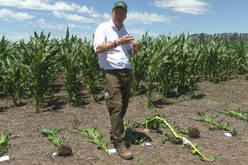 Reunión Regional Litoral de Distribuidores de SUPRA Semillas - Crespo, Entre Ríos