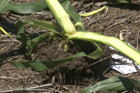 Reunión Regional Litoral de Distribuidores de SUPRA Semillas - Crespo, Entre Ríos