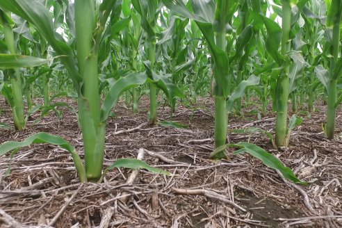 Reunión Regional Litoral de Distribuidores de SUPRA Semillas - Crespo, Entre Ríos