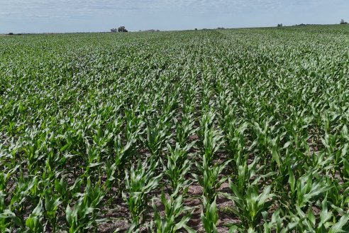 Reunión Regional Litoral de Distribuidores de SUPRA Semillas - Crespo, Entre Ríos