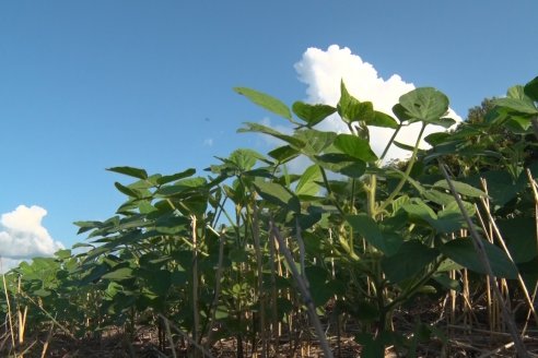 Visita a la Coop. Agric. Ganadera Aranguren Ltda.