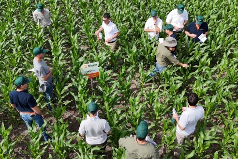 Dinagro mostró a campo sus maíces para siembras tardías