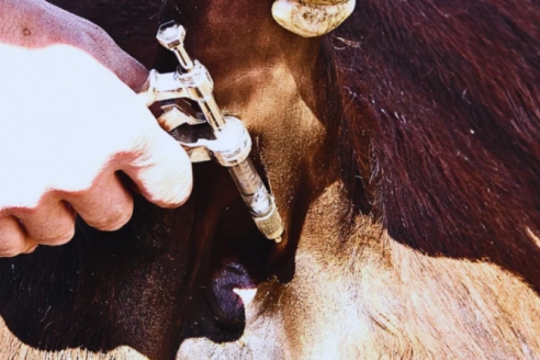 Expertos explican como detectar animales infectados con tuberculosis que suelen pasar inadvertidos