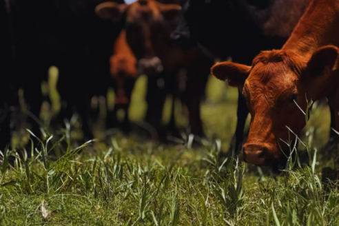 Excepciones de Senasa por contingencias climáticas de ganaderos