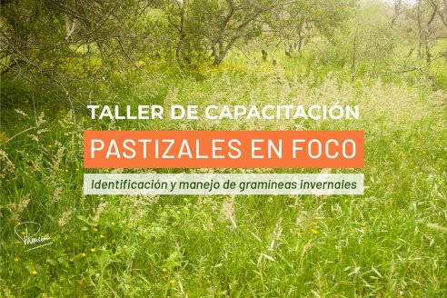 Taller sobre gramíneas invernales nativas
