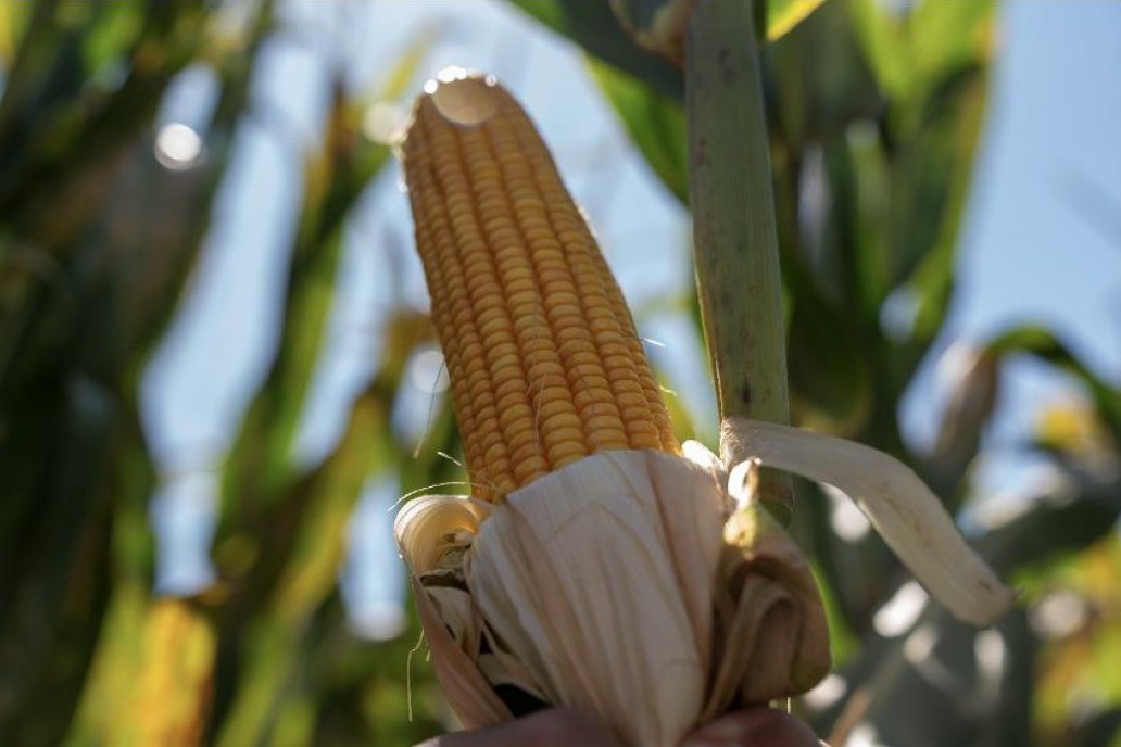 SUPRA Semillas dará la bienvenida al <b>simposio virtual “Tardío al frente