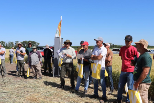 En campo La Colina mostraron el potencial del trigo entrerriano