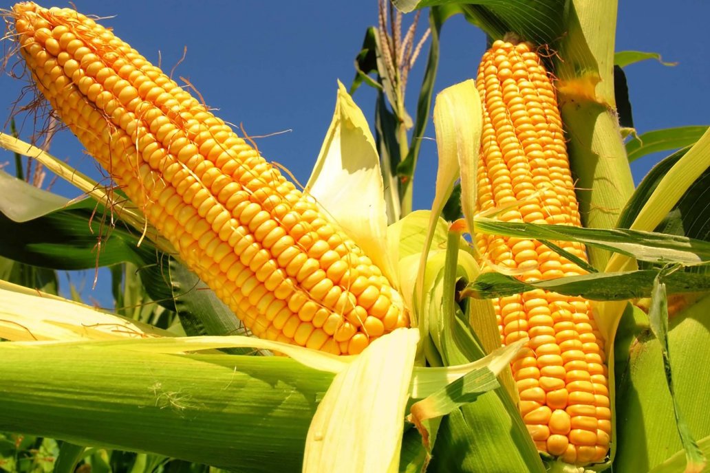 El maíz con señales globales tibias, pero fuerte movimiento local