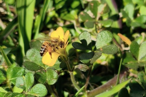 Apicultura: Diversificar produciendo polen