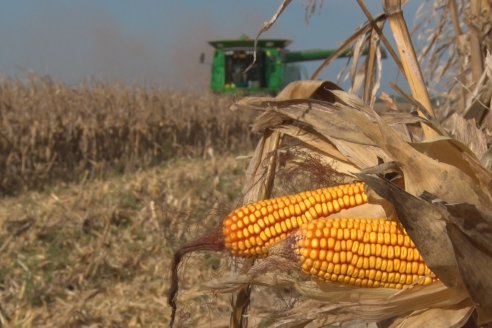 Mano a Mano: Orlando 