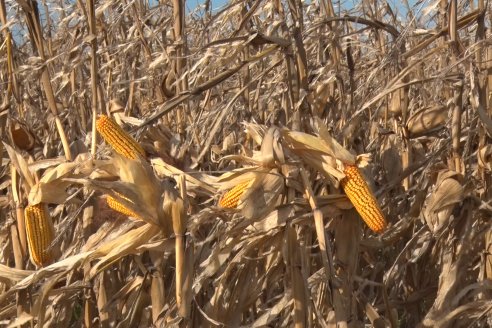 Mano a Mano: Orlando 