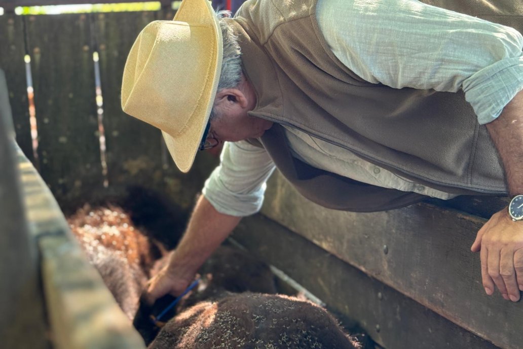 El ensayo alcanza a 4.000 animales de diversas zonas afectadas del país vecino.