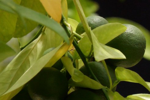 Tour Productivo de la Asociacion Entrerriana de Periodistas Agropecuarios(AEPA) al Campo Experimental El Alambrado, Inta Concordia
