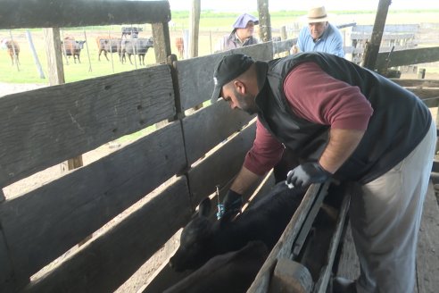 En el Uruguay alertan: &ldquo;Tenemos que volver a hablar de fiebre aftosa&rdquo;