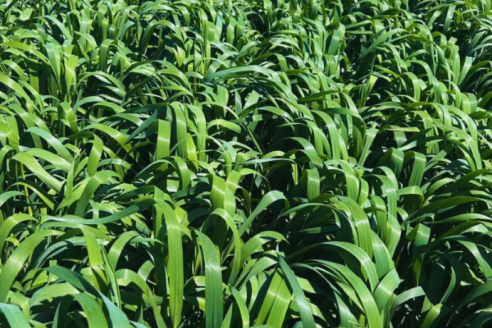 Camila, es el nombre de la nueva variedad INTA de avena blanca