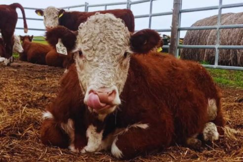 Ensayo en 70 toritos Hereford mide producción y emisiones en bovinos