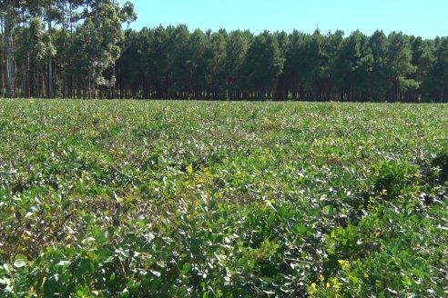 Postales del 99° Aniversario de la Coop. Agricola de la Colonia Liebig Ltda - Programa Especial para LAS y Cosecha de Yerba Mate