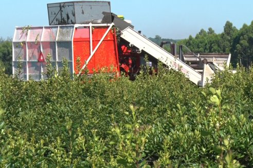 Postales del 99° Aniversario de la Coop. Agricola de la Colonia Liebig Ltda - Programa Especial para LAS y Cosecha de Yerba Mate
